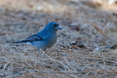 (Fringilla teydea)