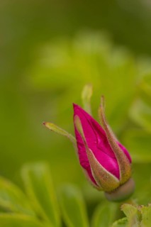 Potato Rose