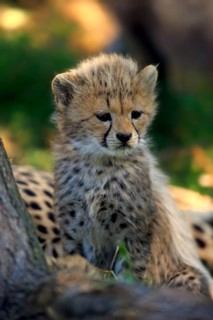 Sudan Cheetah