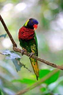 Coconut lorikeet