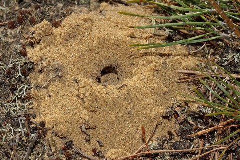 Willow sand bee