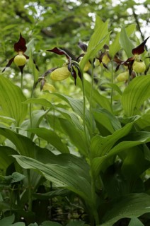 Yellow lady's slipper