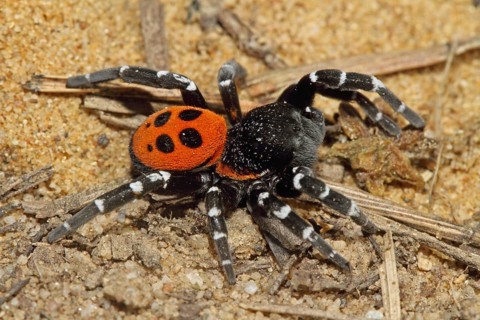 Ladybird spider