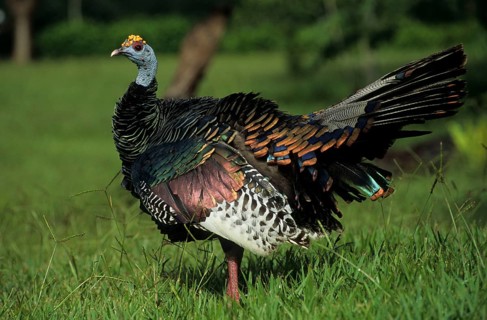 Turkey