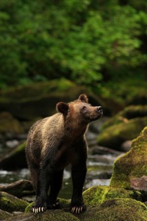 Grizzly bear