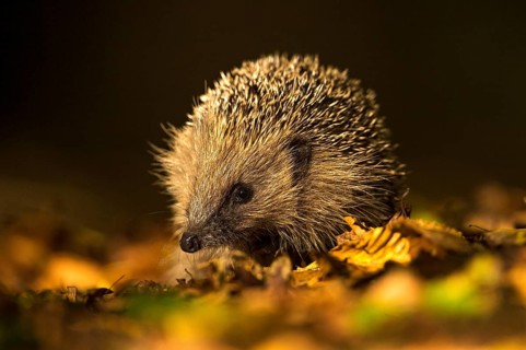 European Hedgehog
