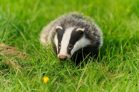 Eurasian Badger