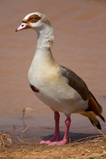 Alopochen egyptian goose