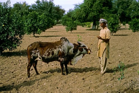 Lohani cattle