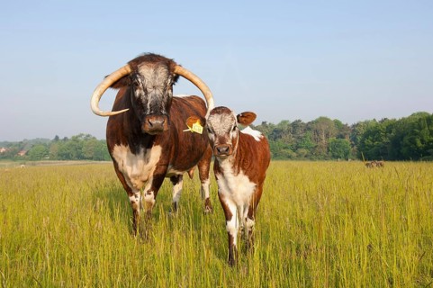 Domestic Cattle