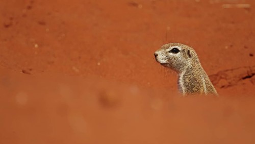 Cape Ground Squirrel