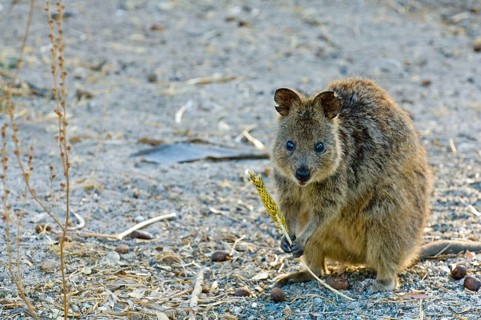 Quokka