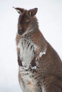 Red-necked Wallaby