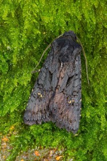 Black rustic