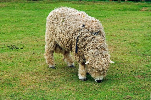 Domestic sheep