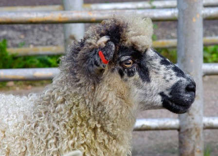 Domestic Sheep