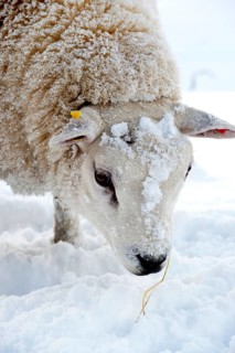 Domestic Sheep