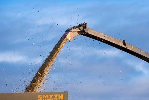 Maize