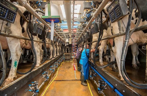Dairy farming