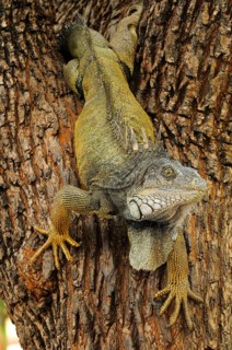 Green iguana