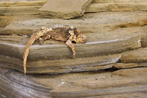 Dead Marine Iguana