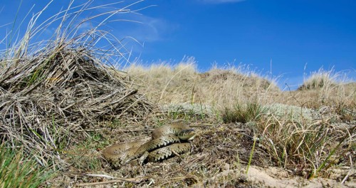 Grass snake