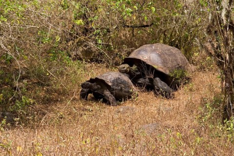 Testudo elephantopus porteri porteri porteri