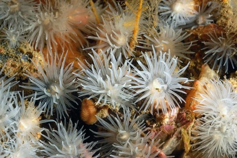 Loch Anemone