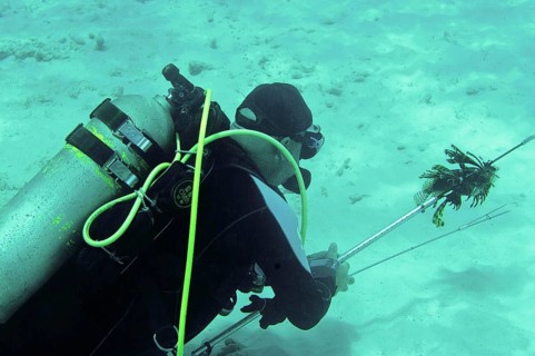 Pacific red lionfish