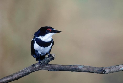 Black-throated Wattle-eye