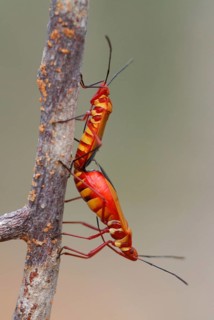 Cotton-stainer Bug