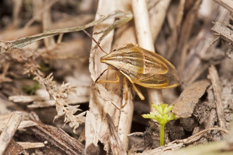 Conebug