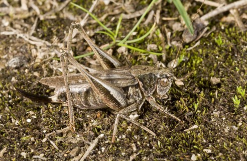 Gray bush-crickets