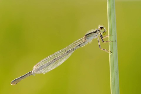 Common winter damselflies