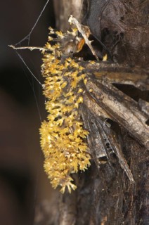 Sac Fungus