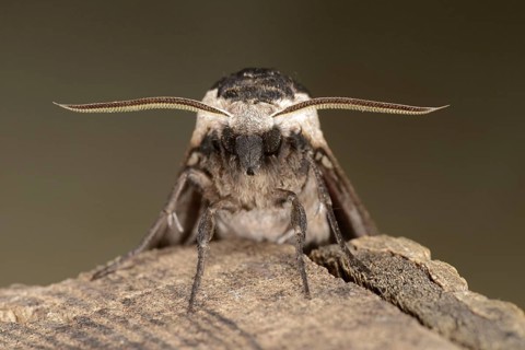 Privet Hawkmoth