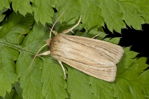 Smoky wainscot