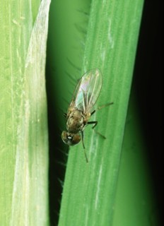 Rice whorl maggot fly