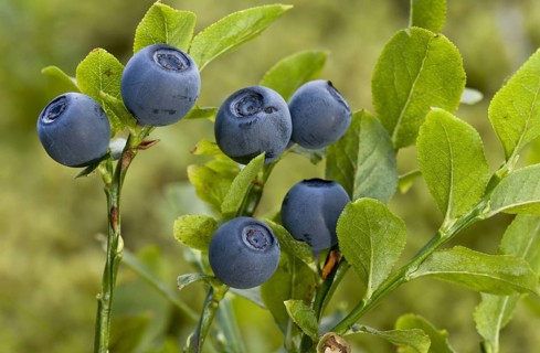 Bilberry