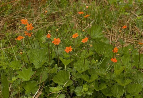 Scarlet scarlet avens