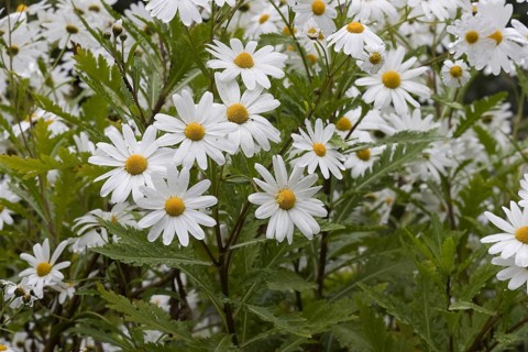 Flowering mandon chrysanthemum