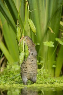 European water vole
