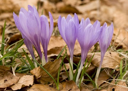 Spring crocus