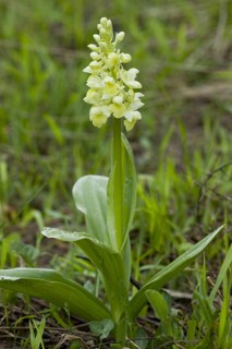Pale flowering pale-flowered orchid