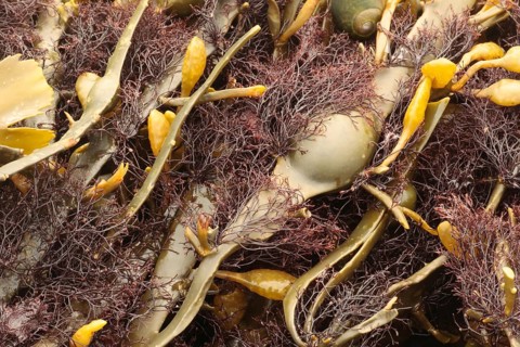 Red Seaweed