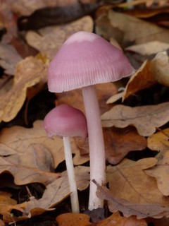 Pink pink waxcap