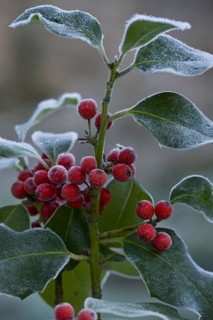 Holly