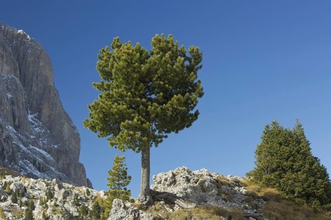 Arolla Pine