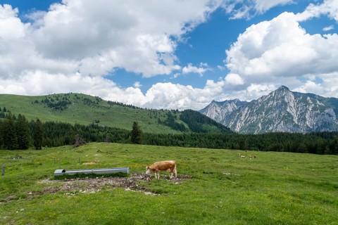 Cow