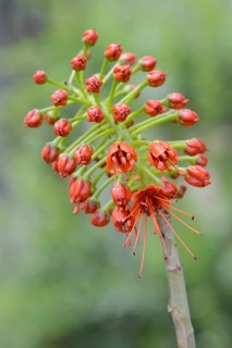 Flower of natal bottlebrush